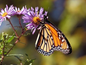 Scurich Insurance Services, CA, Monarch Butterflies